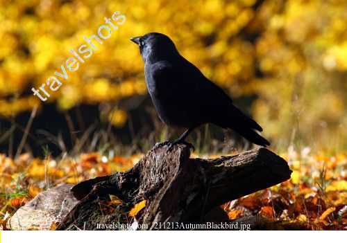 211213AutumnBlackbird.jpg