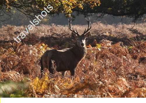 21216StagAutumn.jpg