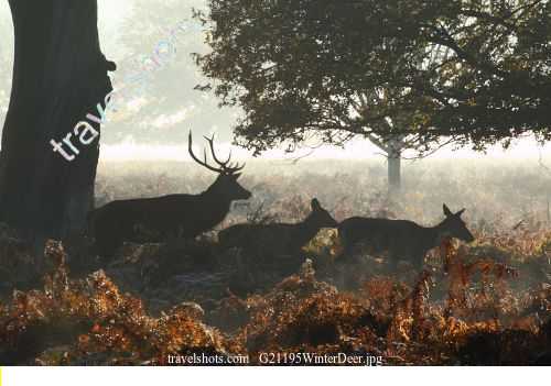 G21195WinterDeer.jpg