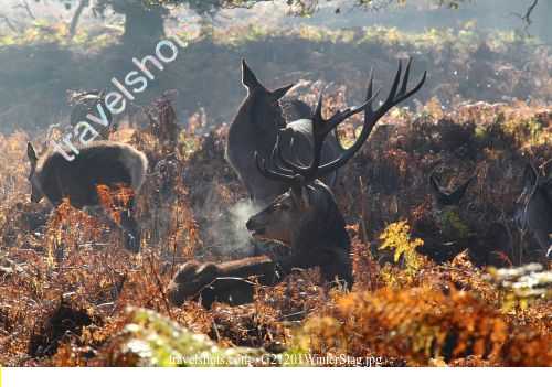 G21201WinterStag.jpg