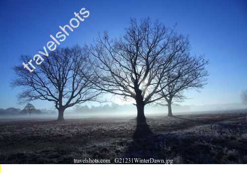 G21231WinterDawn.jpg